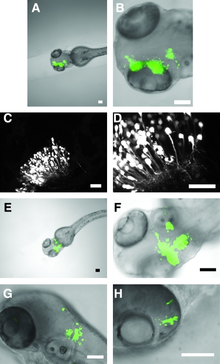 FIG. 1.