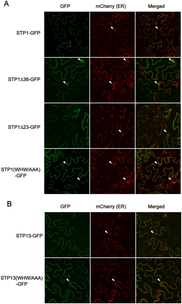 Fig 4