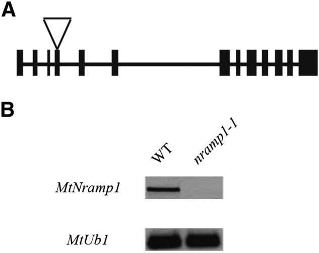 Figure 6.