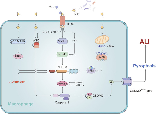 FIGURE 1