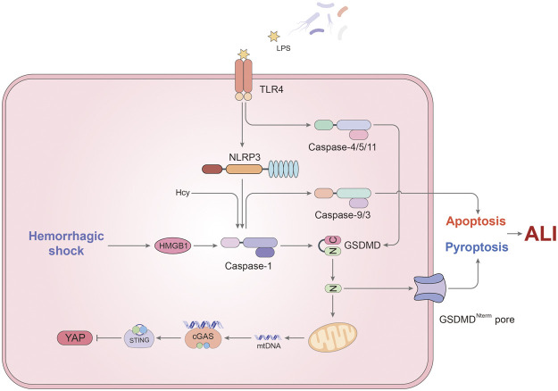 FIGURE 2