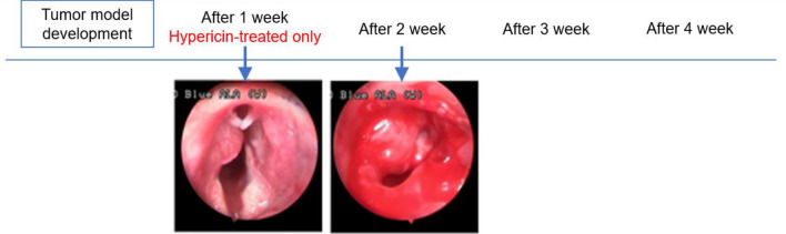 Fig. 11