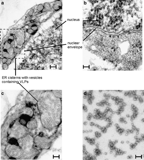 Fig. 5