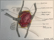 Figure 6: