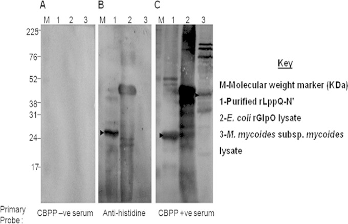 FIG 1