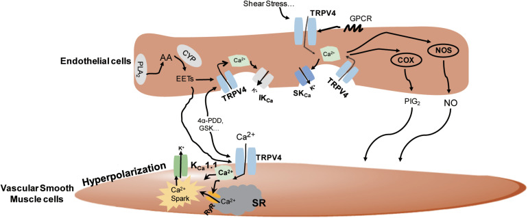 FIGURE 2