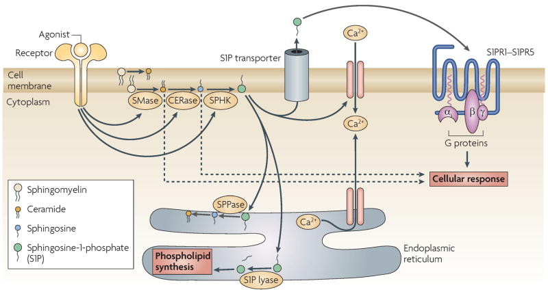 FIGURE 1