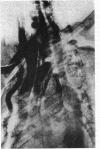 223
