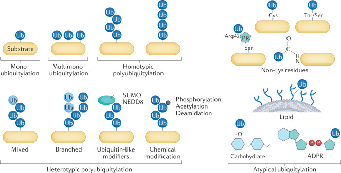 Box 1 The ubiquitin code and its modifications