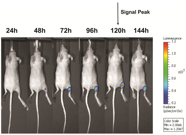 FIGURE 6