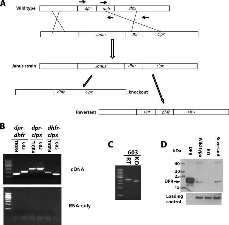 FIG 1