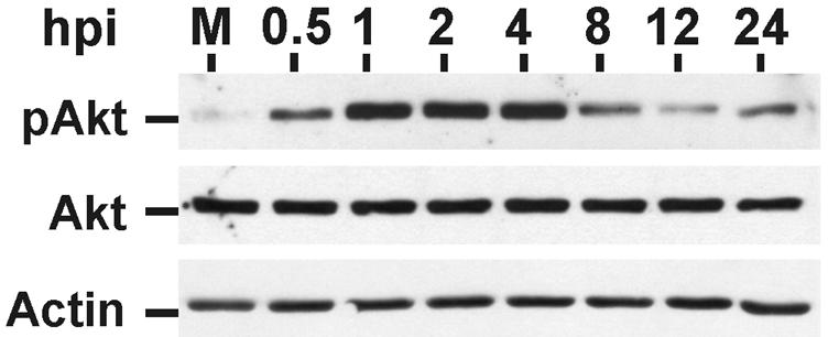 FIG. 8.