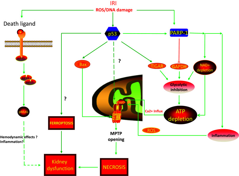 Fig. 1