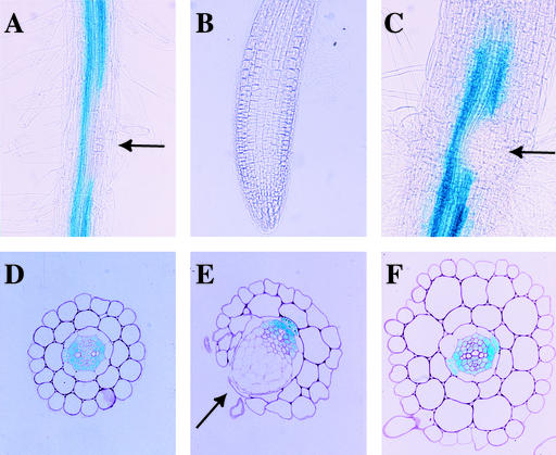 Figure 7.