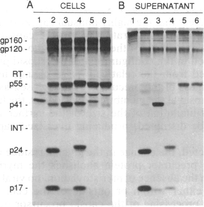 graphic file with name pnas00282-0121-e.jpg