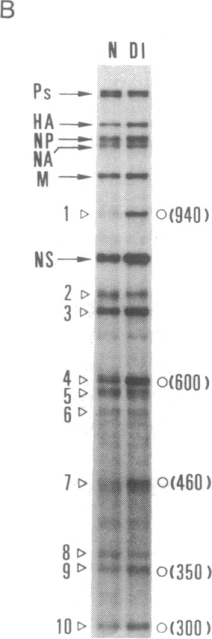 graphic file with name pnas01040-0411-b.jpg