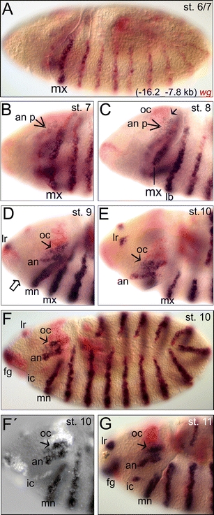 Fig. 3