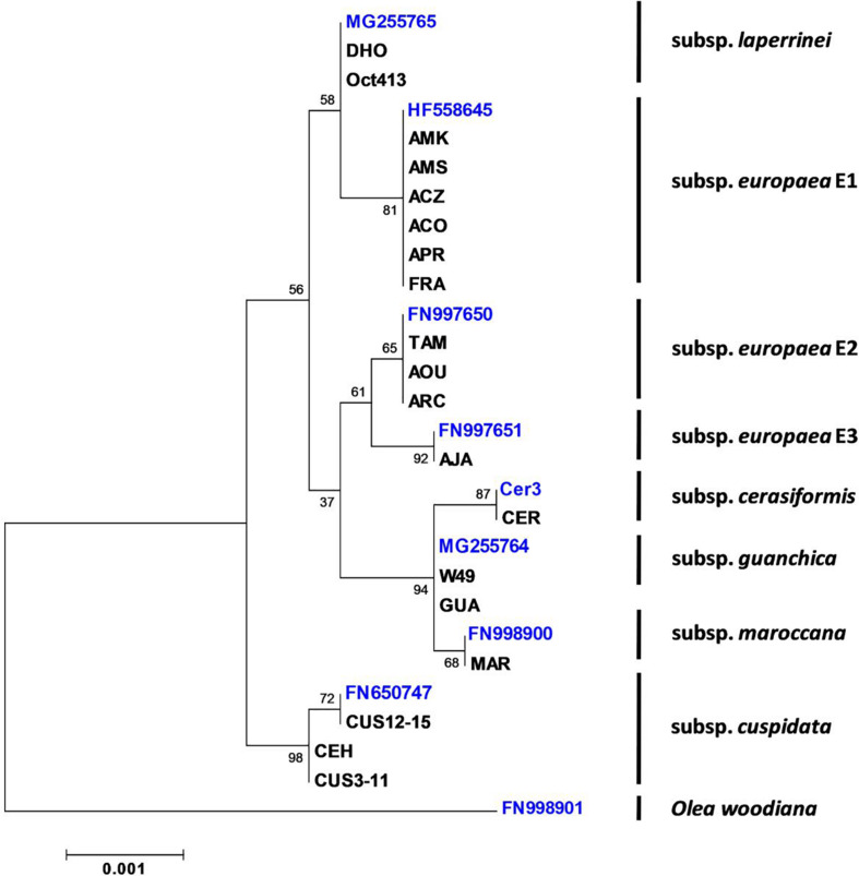 FIGURE 1