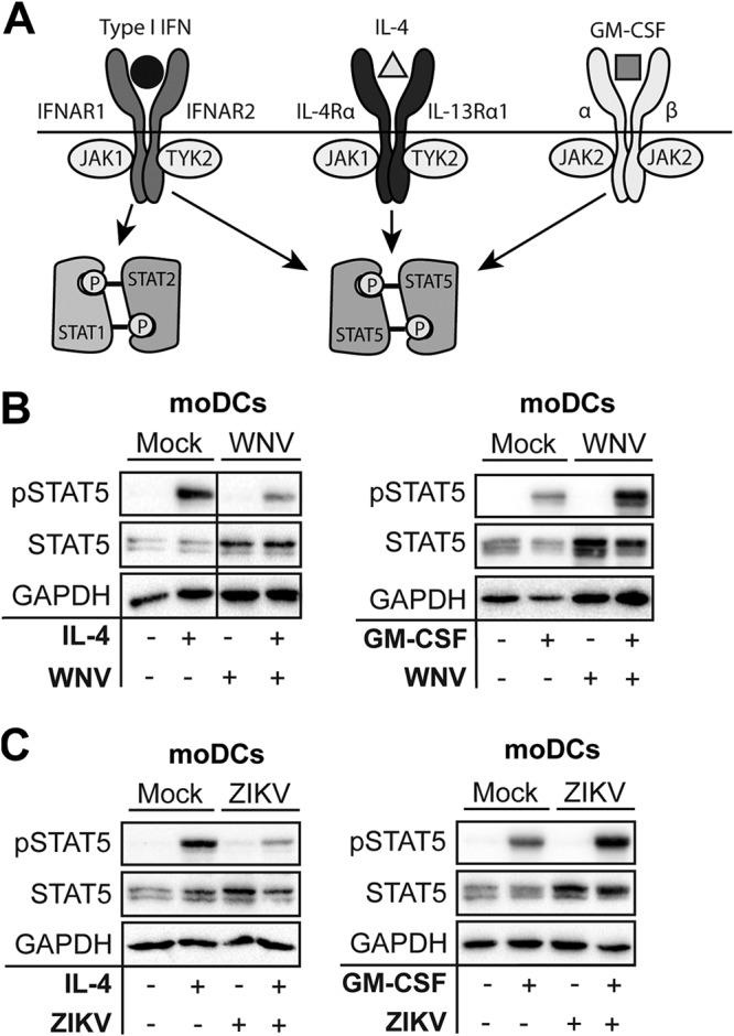 FIG 3