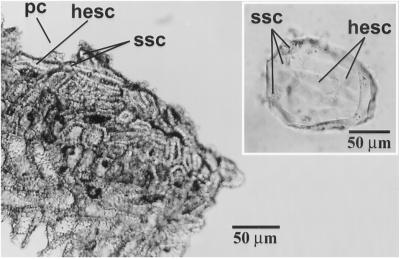 Fig 9.