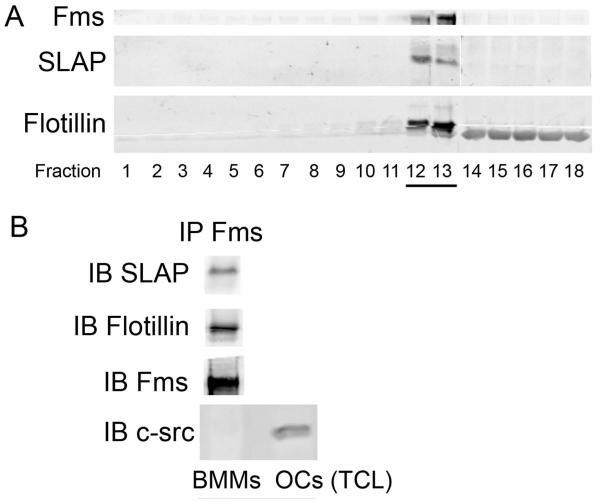 Fig 5