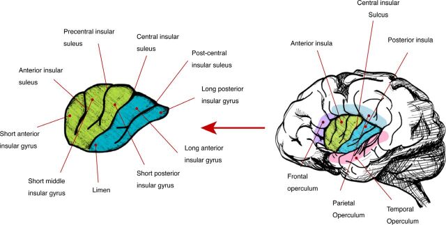 Insular epilepsy, an under-recognized seizure semiology: A review for ...