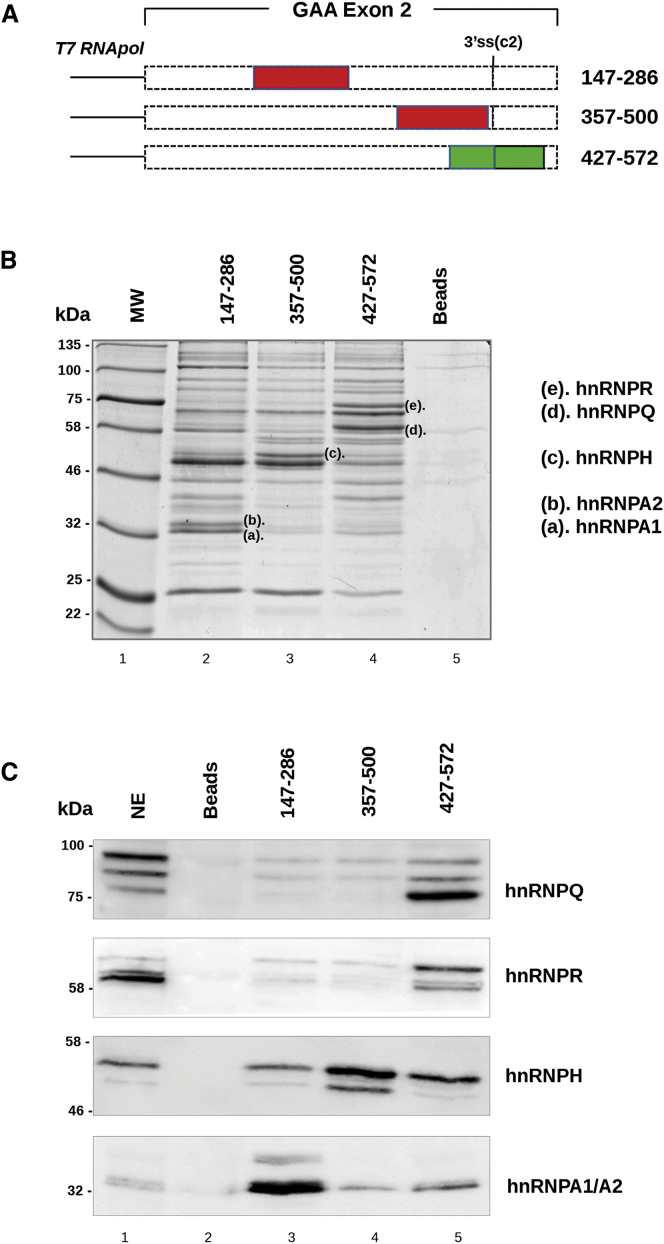 Figure 2