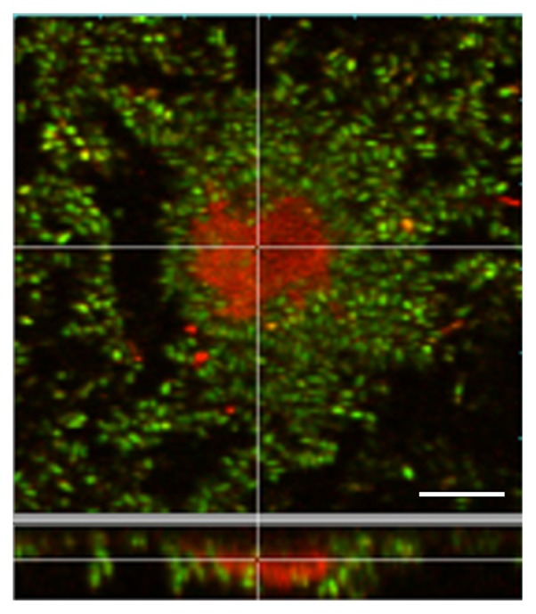 Fig. 6