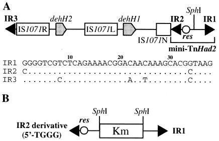 FIG. 2.