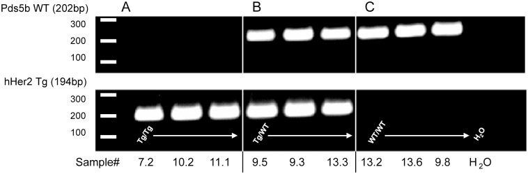 Fig 5