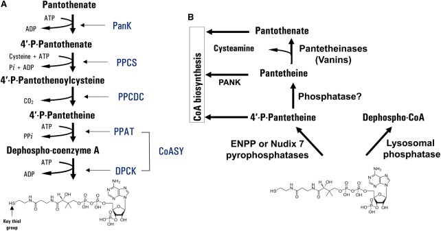 Figure 1.