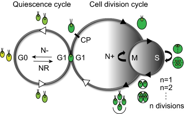 Fig. 1