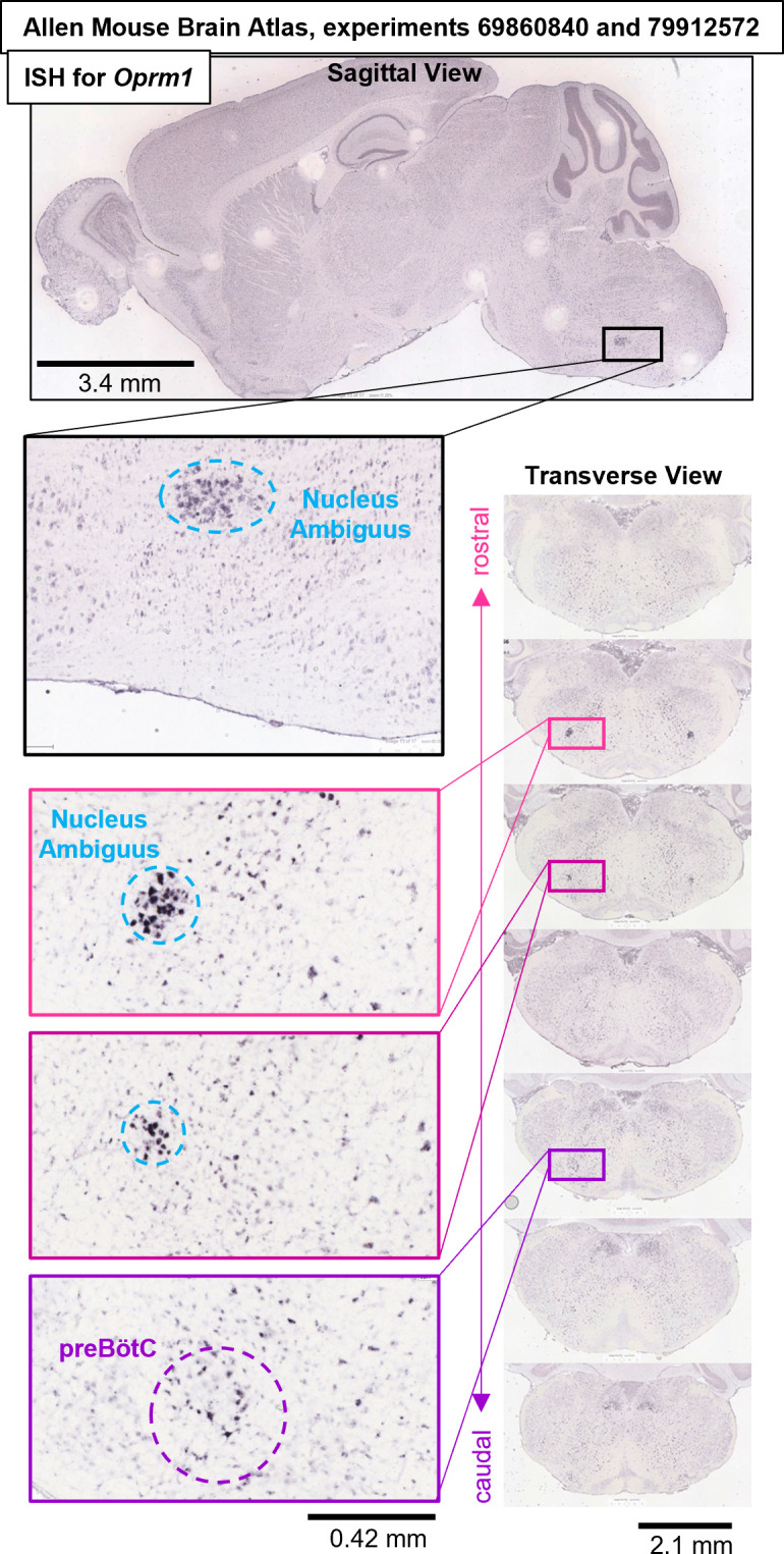 Figure 1—figure supplement 1.