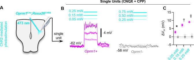 Figure 6—figure supplement 1.