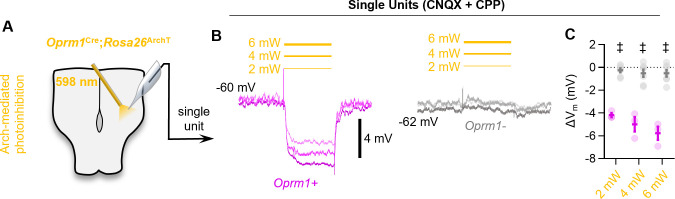 Figure 4—figure supplement 1.