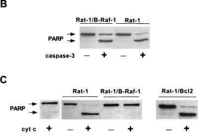 FIG. 8