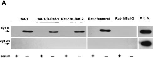 FIG. 8