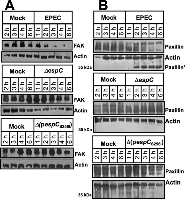 FIG 6