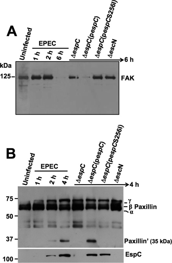 FIG 5