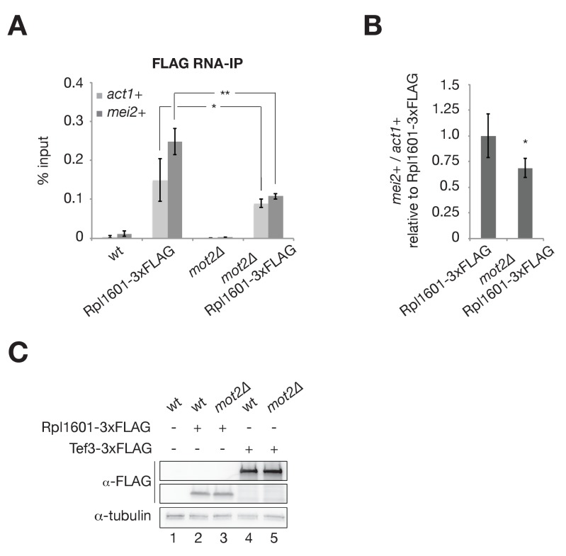 Figure 5—figure supplement 1.