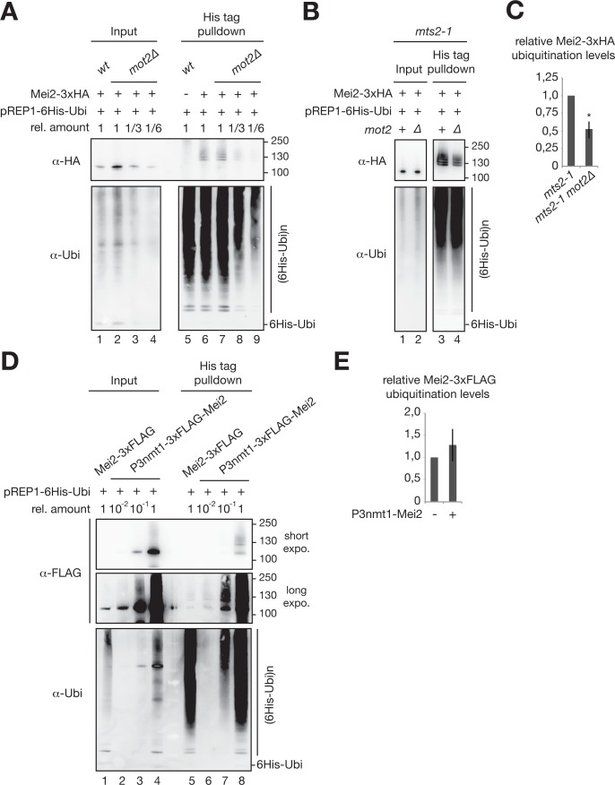 Figure 6—figure supplement 1.