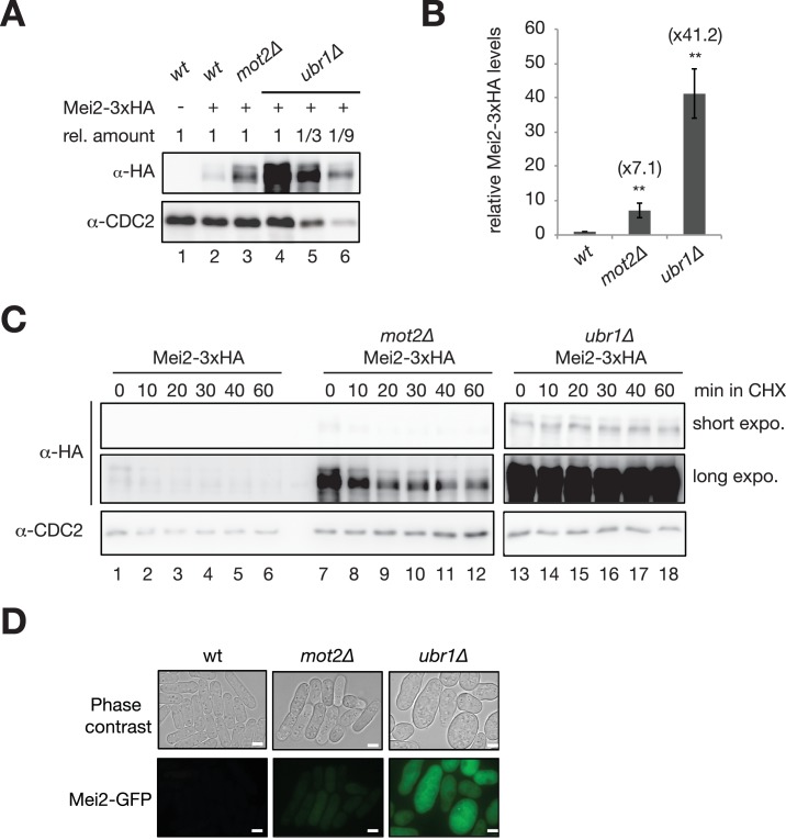 Figure 6—figure supplement 2.