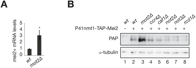 Figure 3—figure supplement 1.