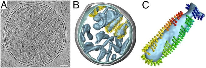 Fig. 1.