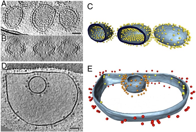 Fig. 6.