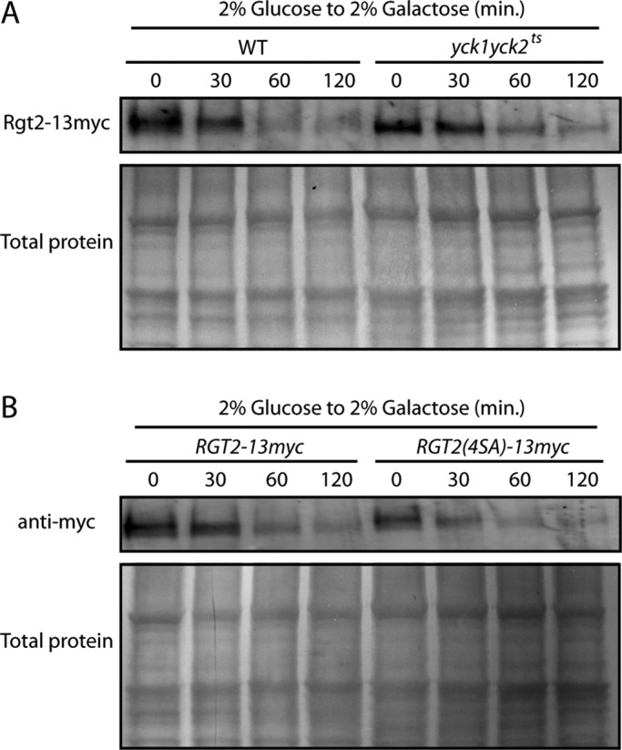 FIGURE 5: