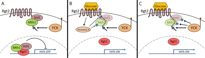 FIGURE 7: