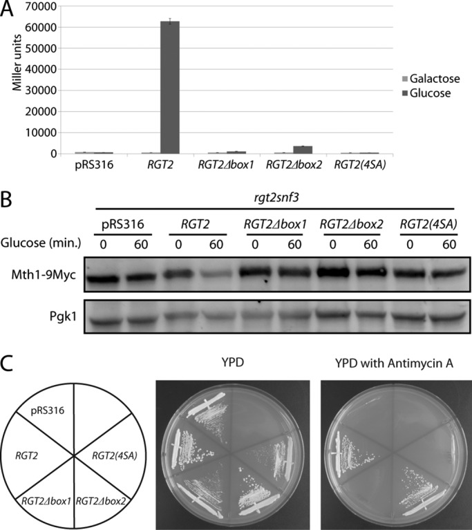 FIGURE 4: