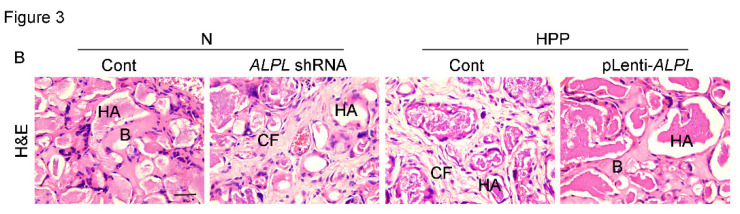 Figure 3B