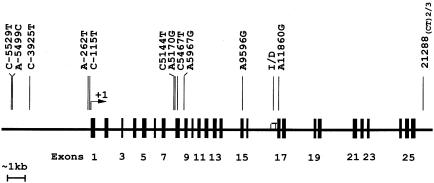 Figure  1